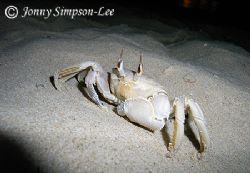 These little Crabs would come out at night and populate t... by Jonny Simpson-Lee 